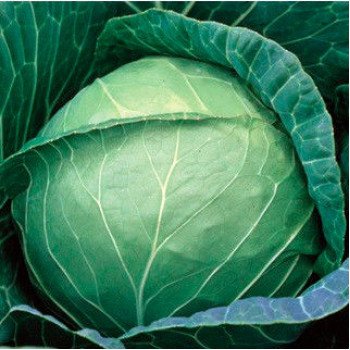 Капуста белокочанная Пруктор Семес F1 /2.500 семян/ *Syngenta*