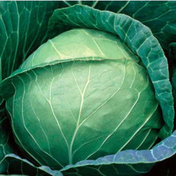 Насіння капусти білоголової Пруктор Семес F1 /2.500 насінин/ *Syngenta*