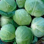 Капуста білоголова Глорія F1 /2.500 насінин/ *Syngenta*