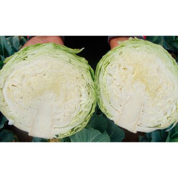 Капуста белокочанная Глория F1 /2.500 семян/ *Syngenta*