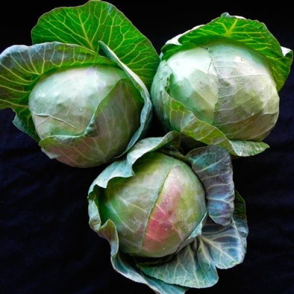 Семена капусты белокочанной Килагрег F1 /2.500 семян/ *Syngenta*