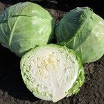 Капуста білоголова Грегоріан F1 /2.500 насінин/ *Syngenta*