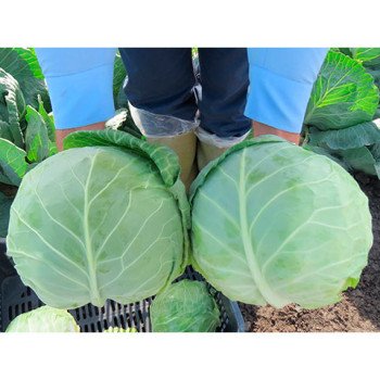 Капуста белокочанная Грегориан F1 /2.500 семян/ *Syngenta*