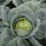 Капуста білоголова Адаптор F1 /2.500 насінин/ *Syngenta*