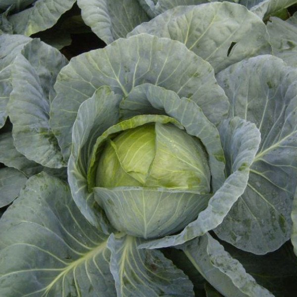 Насіння капусти білоголової Адаптор F1 /2.500 насінин/ *Syngenta*