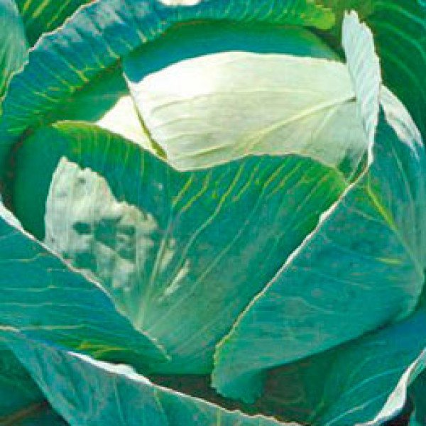 Насіння капусти білоголової Лексікон F1 /2.500 насінин/ *Syngenta*