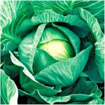 Капуста білоголова Кілагерб F1 /2.500 насіння/ *Syngenta*