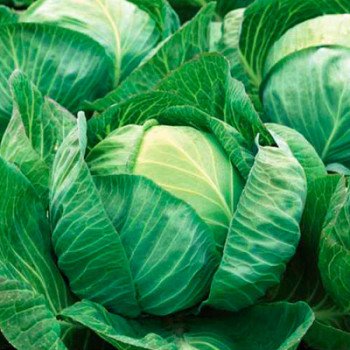 Капуста белокочанная Либератор F1 /2.500 семян/ *Syngenta*
