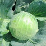 Капуста белокочанная Блоктор F1 /2.500 семян/ *Syngenta*