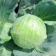 Насіння капусти білоголової Блоктор F1 /2.500 насінин/ *Syngenta*