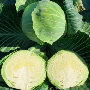 Капуста белокочанная Блоктор F1 /2.500 семян/ *Syngenta*