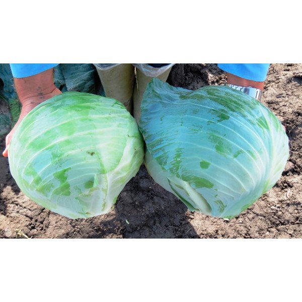 Насіння капусти білоголової Блоктор F1 /2.500 насінин/ *Syngenta*