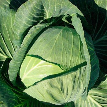 Капуста белокочанная Новатор F1 /2.500 семян/ *Syngenta*