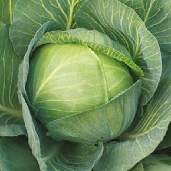 Семена капусты белокочанной Зенон F1 /2.500 семян/ *Syngenta*