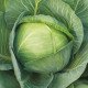 Семена капусты белокочанной Зенон F1 /2.500 семян/ *Syngenta*