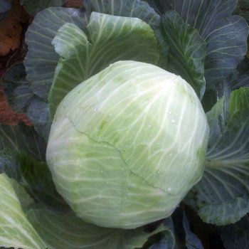 Капуста белокочанная Зенон F1 /2.500 семян/ *Syngenta*