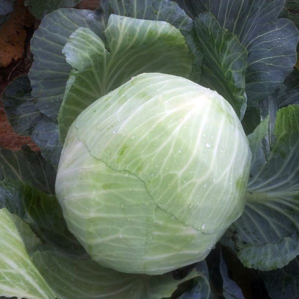 Семена капусты белокочанной Зенон F1 /2.500 семян/ *Syngenta*