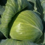 Капуста белокочанная Сторидор F1 /2.500 семян/ *Syngenta*