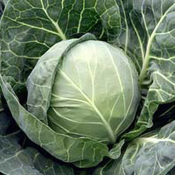 Насіння капусти білоголової Болікор F1 /2.500 насінин/ *Syngenta*