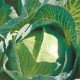 Насіння капусти білоголової Зелонор F1 /2.500 насінин/ *Syngenta*