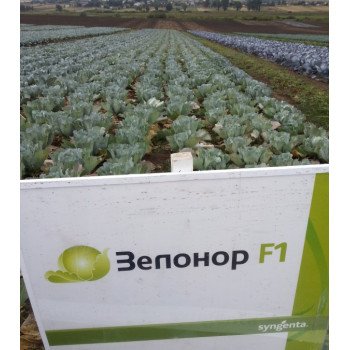 Капуста белокочанная Зелонор F1 /2.500 семян/ *Syngenta*