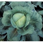 Капуста білоголова Кілатон F1 /2.500 насінин/ *Syngenta*