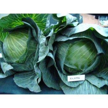 Капуста белокочанная Килатон F1 /2.500 семян/ *Syngenta*