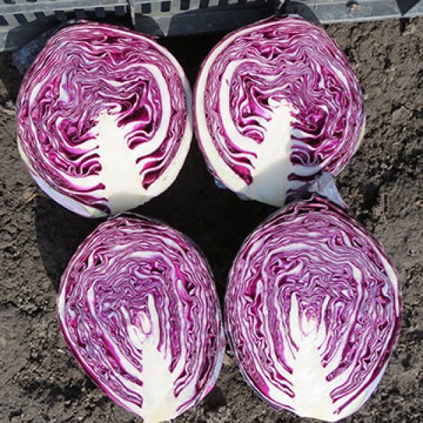 Насіння капусти червоноголової Ребол F1 /2.500 насінин/ *Syngenta*