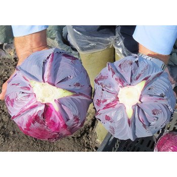 Капуста краснокочанная Ребол F1 /2.500 семян/ *Syngenta*