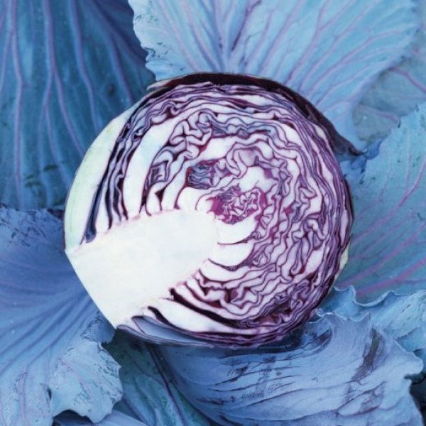 Насіння капусти червоноголової Рескью F1 /2.500 насінин/ *Syngenta*