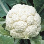 Капуста цветная Ливингстон F1 /2.500 семян/ *Syngenta*