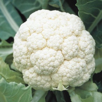 Капуста цветная Ливингстон F1 /2.500 семян/ *Syngenta*