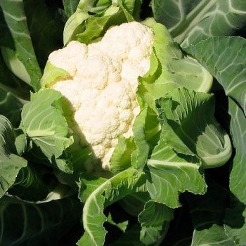 Капуста цветная Ливингстон F1 /2.500 семян/ *Syngenta*