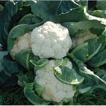 Капуста цветная Кул F1 /2.500 семян/ *Syngenta*