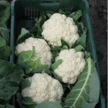 Капуста цветная Аламбра F1 /2.500 семян/ *Syngenta*