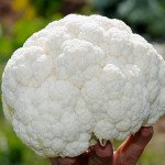 Капуста цвітна Клаптон F1 /2.500 насінин/ *Syngenta*