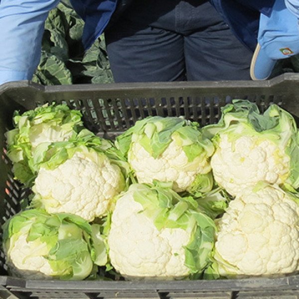 Насіння капусти цвітної Клаптон F1 /2.500 насінин/ *Syngenta*