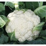 Капуста цветная Аэроспейс F1 /2.500 семян/ *Syngenta*