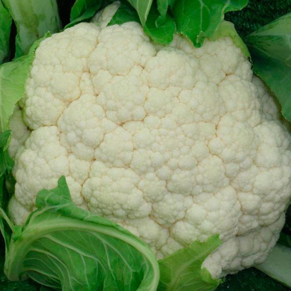 Насіння капусти цвітної Лекану F1 /2.500 насінин/ *Syngenta*