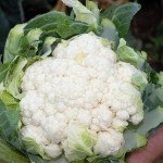 Капуста цвітна Корлану F1 /2.500 насінин/ *Syngenta*