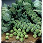 Капуста брюссельская Абакус F1 /2.500 семян/ *Syngenta*