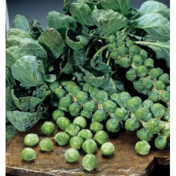 Капуста брюссельская Абакус F1 /2.500 семян/ *Syngenta*