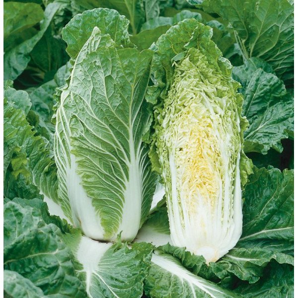 Насіння капусти пекінської Супрін F1 /2.500 насінин/ *Syngenta*