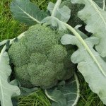 Капуста брокколи Монако F1 /2.500 семян/ *Syngenta*