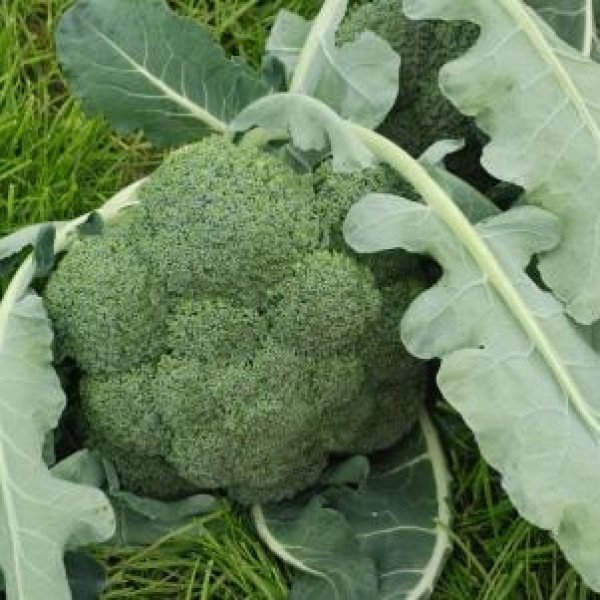 Семена капусты брокколи Монако F1 /2.500 семян/ *Syngenta*