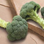 Капуста броколі Бей Мідовс Семес F1 /2.500 насінин/ *Syngenta*