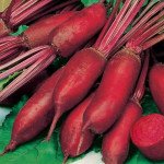 Буряк Фороно /100.000 насінин/ *Syngenta*