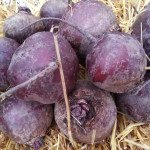 Буряк Монополі /100.000 насінин/ *Syngenta*