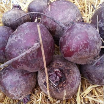 Свекла Монополи /100.000 семян/ *Syngenta*