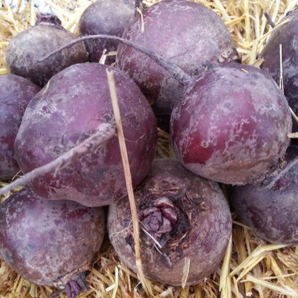 Семена свеклы Монополи /100.000 семян/ *Syngenta*